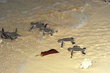 Hawksbill Turtle (Eretmochelys imbricata). Sipadan Island, Malaysia   (RR)