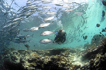 Diver amongst school of Bigeye Trevally (Caranx sexfasciatus).  Malaysia   (RR)