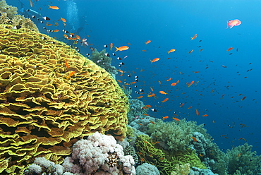 Tropical coral reef scene with a leafy cup coral (salad coral) (Turbinaria reniformi), Ras Mohammed National Park, off Sharm el Sheikh, Sinai, Egypt, Red Sea, Egypt, North Africa, Africa