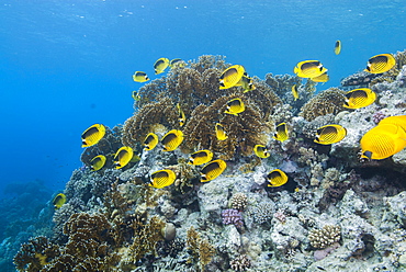 Shoal of Red Sea raccoon butterflyfish (Chaetodon fasciatus), Ras Mohammed National Park, off Sharm el Sheikh, Sinai, Egypt, Red Sea, Egypt, North Africa, Africa