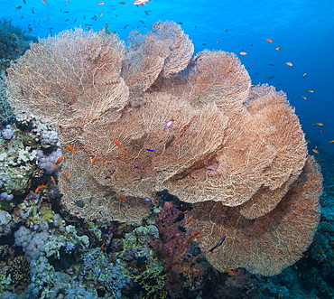 Close-up of giant sea fan coral (Gorgonian fan coral) (Annella mollis), Ras Mohammed National Park, off Sharm el Sheikh, Sinai, Egypt, Red Sea, Egypt, North Africa, Africa