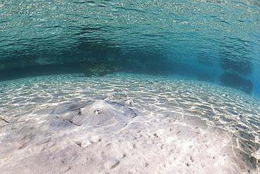 Fish eye view with honeycomb stingray (Himantura uarnak), Shallow bay, Ras Mohammed National Park, off Sharm el Sheikh, Sinai, Egypt, Red Sea, Egypt, North Africa, Africa