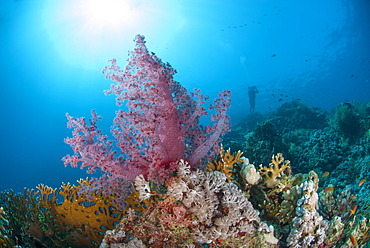 Purple soft coral, Ras Mohammed National Park, off Sharm el Sheikh, Sinai, Egypt, Red Sea, Egypt, North Africa, Africa