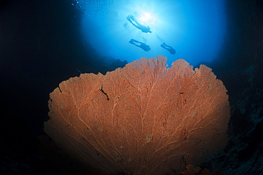 Silhouette of three scuba divers above giant sea fan (Annella mollis), Ras Mohammed National Park, Red Sea, Egypt, North Africa, Africa 