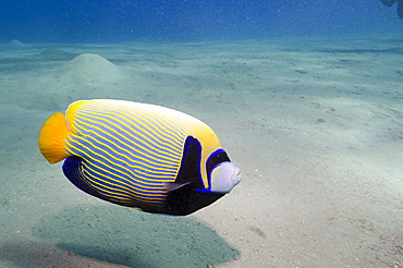 Emperor angelfish (Pomacanthus imperator) close to sandy seabed, Naama Bay, Sharm el-Sheikh, Red Sea, Egypt, North Africa, Africa 