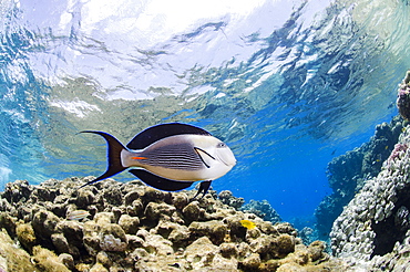 Sohal surgeonfish (Acanthurus sohal) in shallow water, low angle view, Ras Mohammed National Park, Red Sea, Egypt, North Africa, Africa 