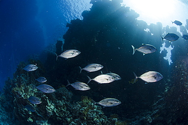 Yellow-dotted trevally (Carangoides fulvoguttatus) shoal, Ras Mohammed National Park, Red Sea, Egypt, North Africa, Africa 