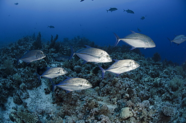 Giant trevally (Caranx ignobilis) shoal, Ras Mohammed National Park, Red Sea, Egypt, North Africa, Africa 