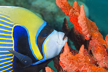 Emperor angelfish (Pomacanthus imperator) close-up, Naama Bay, off Sharm el-Sheikh, Sinai, Red Sea, Egypt, North Africa, Africa 