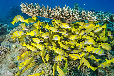 School of blue striped snapper (Lutjanus kasmira) underneath table coral, Naama Bay, off Sharm el-Sheikh, Sinai, Red Sea, Egypt, North Africa, Africa 