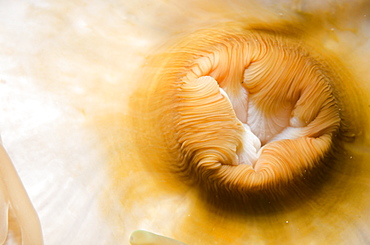 Close-up of mouth of magnificent anemone (Heteractis magnifica), Ras Mohammed National Park, off Sharm el-Sheikh, Sinai, Red Sea, Egypt, North Africa, Africa 