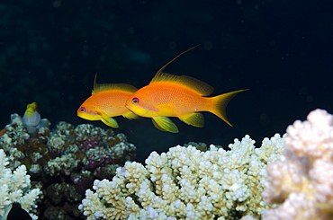 Lyretail anthias (Pseudanthias squamipinnis) side view of two females, Ras Mohammed National Park, off Sharm el-Sheikh, Sinai, Red Sea, Egypt, North Africa, Africa 