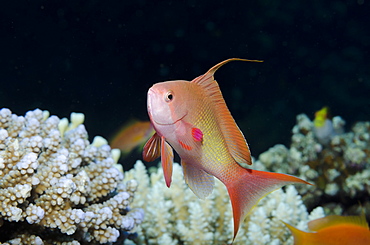 Lyretail anthias (Pseudanthias squamipinnis) close-up of male, Ras Mohammed National Park, off Sharm el-Sheikh, Sinai, Red Sea, Egypt, North Africa, Africa 