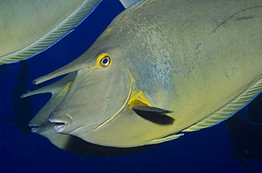 Bluespine unicorn fish (Naso unicornis) close-up, Ras Mohammed National Park, off Sharm el-Sheikh, Sinai, Red Sea, Egypt, North Africa, Africa 