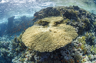 Tropical coral reef scene with a large table coral (Acropora pharaonis), Ras Mohammed National Park, off Sharm el-Sheikh, Sinai, Red Sea, Egypt, North Africa, Africa 