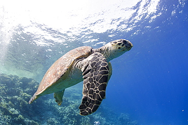 The critically endangered hawksbill turtle (Eretmochelys imbricata), Ras Mohammed National Park, off Sharm el-Sheikh, Sinai, Red Sea, Egypt, North Africa, Africa 