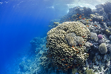 Tropical coral reef scene, Ras Mohammed National Park, off Sharm el-Sheikh, Sinai, Red Sea, Egypt, North Africa, Africa 