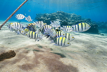 Small school of sergeant major fish (Abudefduf vaigiensis) in shallow sandy bay, Naama Bay, Sharm El Sheikh, Red Sea, Egypt, North Africa, Africa