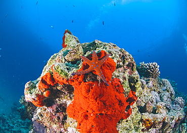 Ghardaqa sea star (Fromia ghardaqana), Naama Bay, Ras Mohammed National Park, Sharm El Sheikh, Red Sea, Egypt, North Africa, Africa