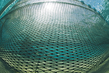 Shark net set in shallow water, Naama Bay, Ras Mohammed National Park, Sharm El Sheikh, Red Sea, Egypt, North Africa, Africa