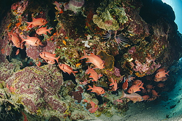 Small school of Blotcheye soldierfish (White edged soldier fish) (Myripristis murdjan), Naama Bay, Sharm El Sheikh, Red Sea, Egypt, North Africa, Africa