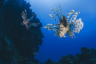 Common lionfish (Pterois miles), front view, Naama Bay, Ras Mohammed National Park, Sharm El Sheikh, Red Sea, Egypt, North Africa, Africa