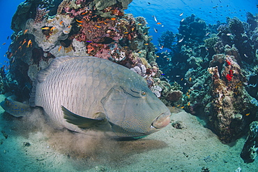 Napoleon wrasse (cheilinus undulatus) juvenile, an endangered species, Naama Bay, Sharm El Sheikh, Red Sea, Egypt, North Africa, Africa