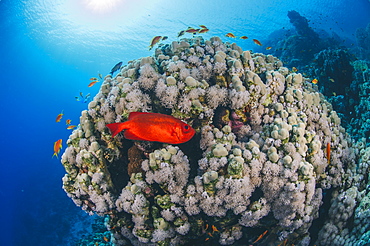 Common bigeye (Priacanthus hamrur), sheltering next to coral reef, Ras Mohammed National Park, Red Sea, Egypt, North Africa, Africa