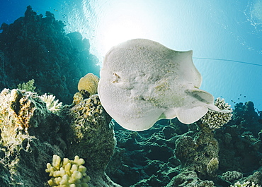 Leopard torpedo ray (Electric ray) (Torpedo panthera), underside view, back-lit by the sun, Ras Mohammed National Park, Sharm El Sheikh, Red Sea, Egypt, North Africa, Africa