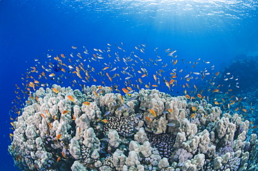 Lyretail anthias (Pseudanthias squamipinnis), school over mountain coral, reef, Ras Mohammed National Park, Sharm El Sheikh, Red Sea, Egypt, North Africa, Africa