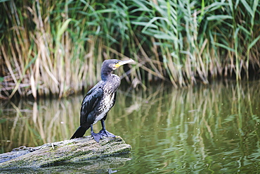 Great cormorant (Phalacrocorax carbo) juvenile, standing on a fallen branch, Rotter-meren, The Netherlands (Holland), Europe