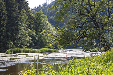 Oak tree over the Semois River, Semois Valley, Belgian Ardennes, Luxembourg province, Wallonia region, Belgium, Europe