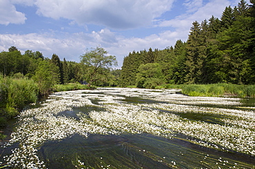 Water crowfoot (Ranunculus fluitans), The Semois River, Semois Valley, Belgian Ardennes, Wallonia region, Belgium, Europe