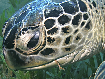 Green turtle (Chelonia mydas).Species Endangered. Na'ama Bay,South Sinai, Red Sea, Egypt.