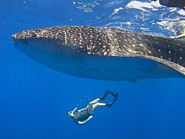 Snorkellers getting close up to the elusive Whale shark (Rhincodon typus). Species Endangered. Sharm El Sheikh, South Sinai, Red Sea, Egypt    (rr)