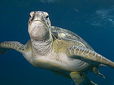 Large Green Turtle (Chelonia mydas) grazing on the seagrass beds of Marsa Abu Dabab. These pristine seagrass beds attract herds of grazing green turtles. Marsa Abu Dabab, Marsa Alaam, Red Sea, Egypt.