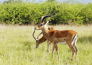 Two Antelope grazing in Kagera National Park, Rwanda. Kagera National Park, Rwanda, East Africa