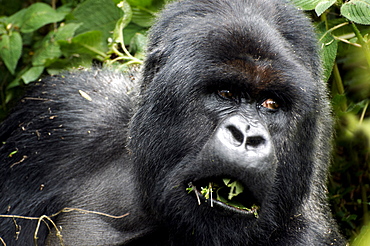 Mountain Gorilla distracted while eating in the Volcanoes National Park, Rwanda. Volcanoes National Park, Virunga mountains, Rwanda, East Africa