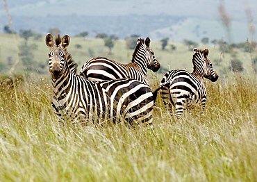 Three Plains Zebra grazing in the tall grass in Kagera National Park, Rwanda. Kagera National Park, Rwanda, East Africa