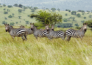 A herd of Zebra grazing on the Kagera National Park Savanna. Kagera National Park, Rwanda, East Africa