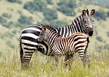 Mother and baby Plains Zebra (Equus quagga, formerly Equus burchelli), stands alert, ears forward looking for danger.  Young Zebra stays close to mother. Kagera National Park, Rwanda, East Africa