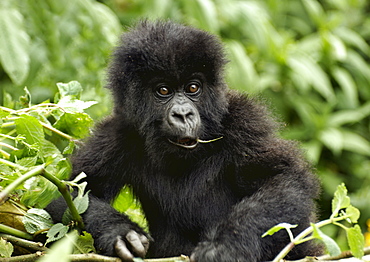 Baby Mountain Gorilla is inquisitive but content in the Volcanoes National Park, munching on a bit of leaf. Volcanoes National Park, Virunga mountains, Rwanda, East Africa