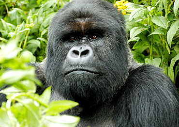 Sliverback Mountain Gorilla sitting amongst the vegetation of the Volcanoes National Park Rain forest, Rwanda. Volcanoes National Park, Virunga mountains, Rwanda, East Africa