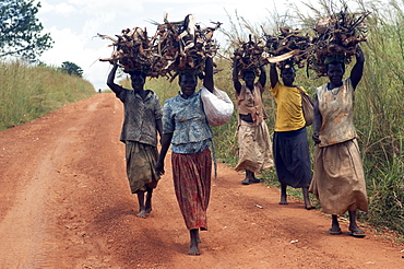 Domestic duties in Uganda include finding wood for burning and domestic improvements.  Here a group of African women are carrying the load back on their heads. Gulu Town, Uganda, East Africa