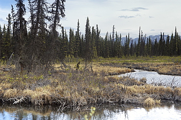 Dead  trees and vegetation waterside on a floodplane in a forest, along the Stampede Trail near Denali National Park, Alaskan Interior. Denali National Park, Alaska, USA