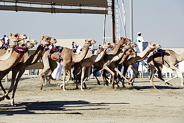 Camel racing at Al Shahaniya race track, 20km outside Doha, Qatar, Middle East