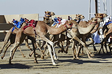 Camel racing at Al Shahaniya race track, 20km outside Doha, Qatar, Middle East