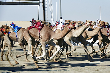 Camel racing at Al Shahaniya race track, 20km outside Doha, Qatar, Middle East