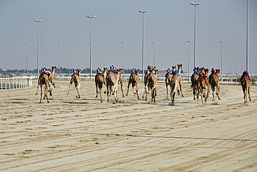 Camel racing at Al Shahaniya race track, 20km outside Doha, Qatar, Middle East