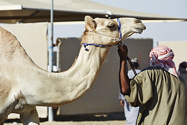 Camel Racing at Al Shahaniya race track, 20km outside Doha, Qatar, Middle East